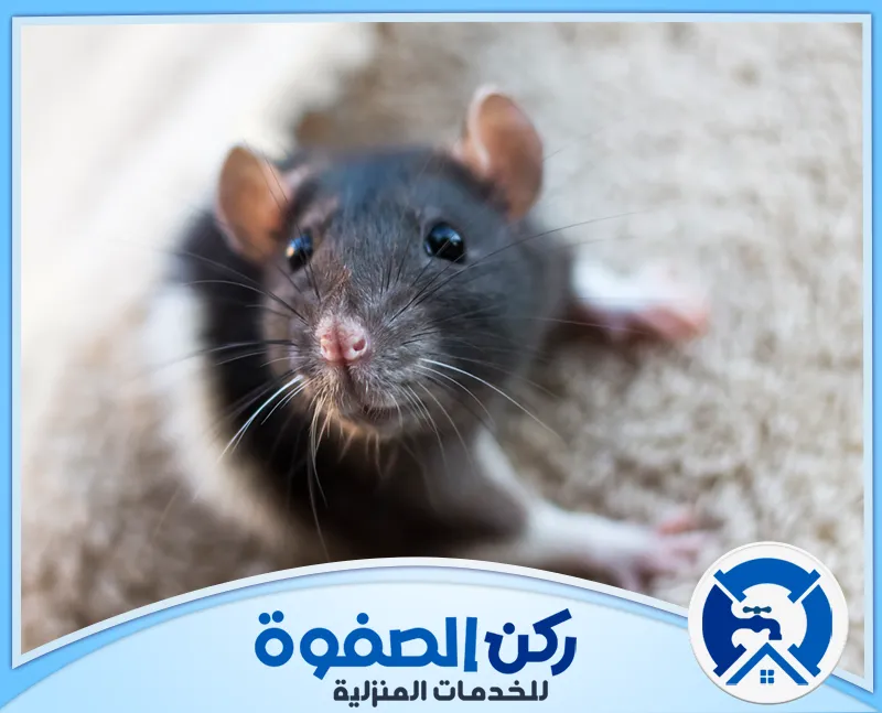 شركة مكافحة الفئران في الامارات