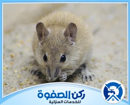 افضل شركة مكافحة الفئران في الامارات افضل شركة مكافحة الفئران في الامارات