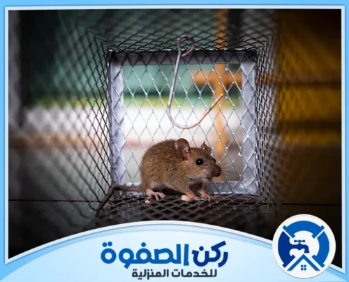 مكافحة فئران الحدائق في عجمان مكافحة فئران الحدائق في عجمان
