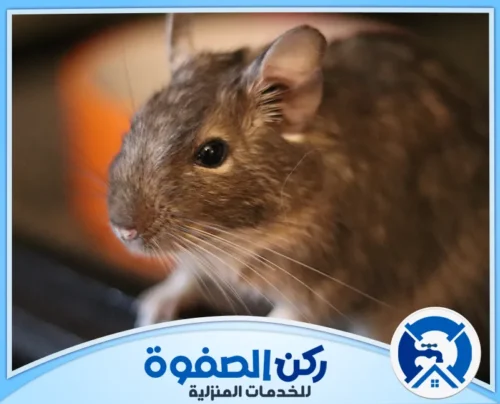 التخلص من الفئران نهائيا في الشارقة التخلص من الفئران نهائيا في الشارقة