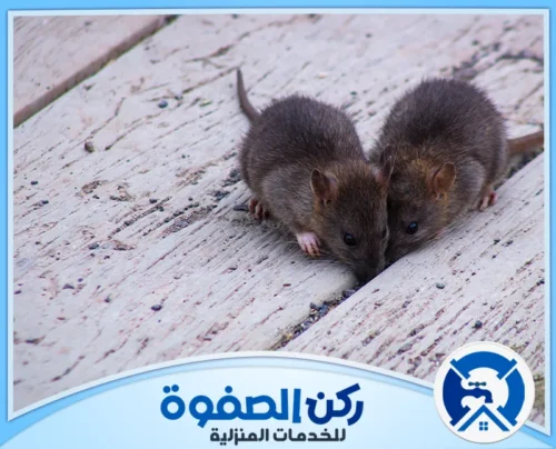 طرق مكافحة الفئران في العين طرق مكافحة الفئران في العين