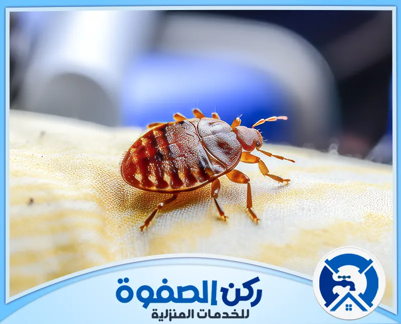 شركة مكافحة بق الفراش في الامارات
