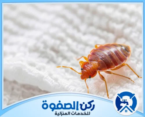افضل شركة مكافحة بق الفراش في الامارات افضل شركة مكافحة بق الفراش في الامارات