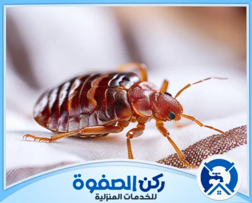 شركة رش البق في العين شركة رش البق في العين