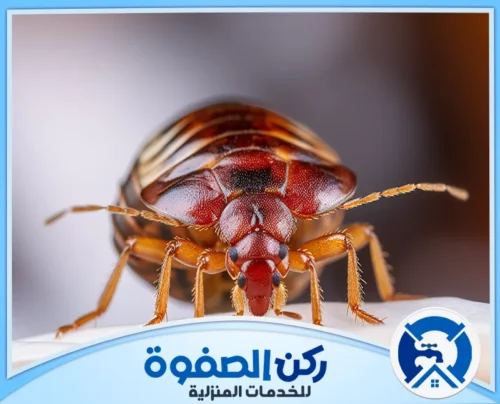 شركة رش مبيدات حشرات الفراش في الشارقة شركة رش مبيدات حشرات الفراش في الشارقة