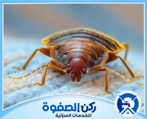 أهمية مكافحة بق الفراش في ابوظبي أهمية مكافحة بق الفراش في ابوظبي