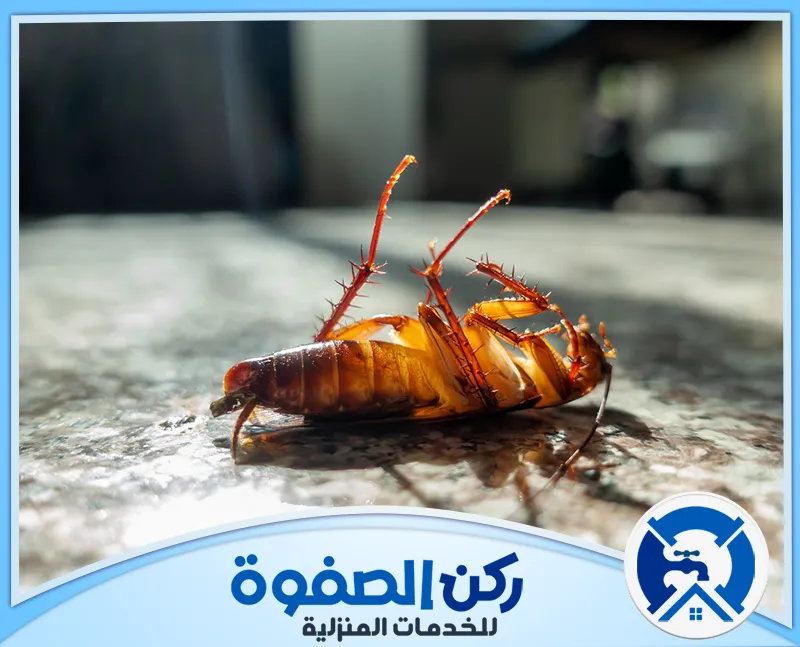 شركة مكافحة الصراصير في الامارات