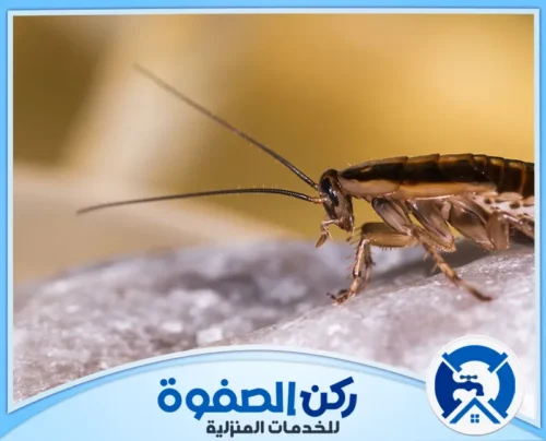 افضل شركة مكافحة الصراصير في الامارات افضل شركة مكافحة الصراصير في الامارات